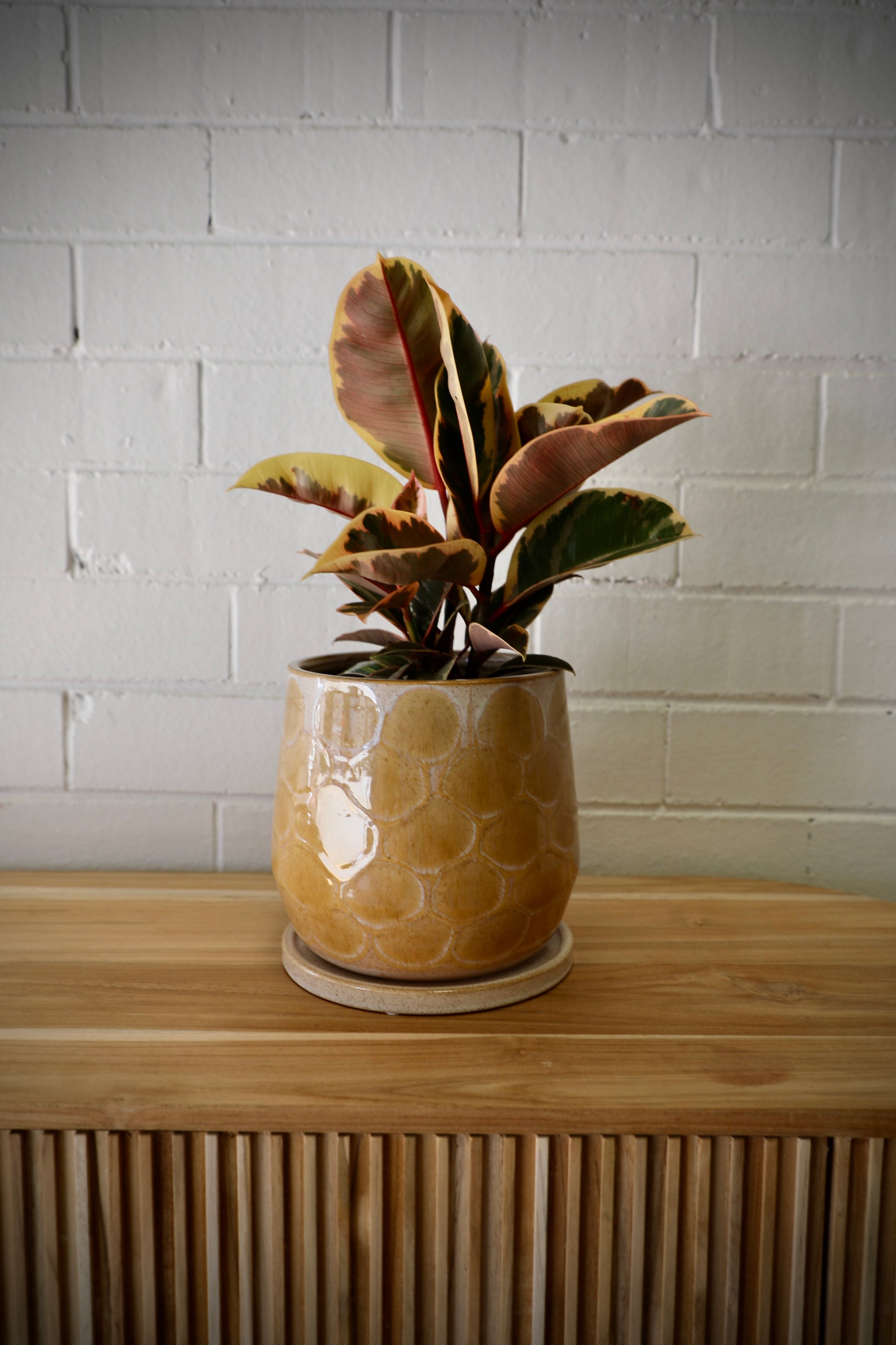 Eda Ceramic Pot - Small with Saucer, features a textured scale design.  Includes a hole in the bottom and a saucer to collect any excess water. Colours, Natural and Beige. Size 19 height X 18 Diameter. Styled.