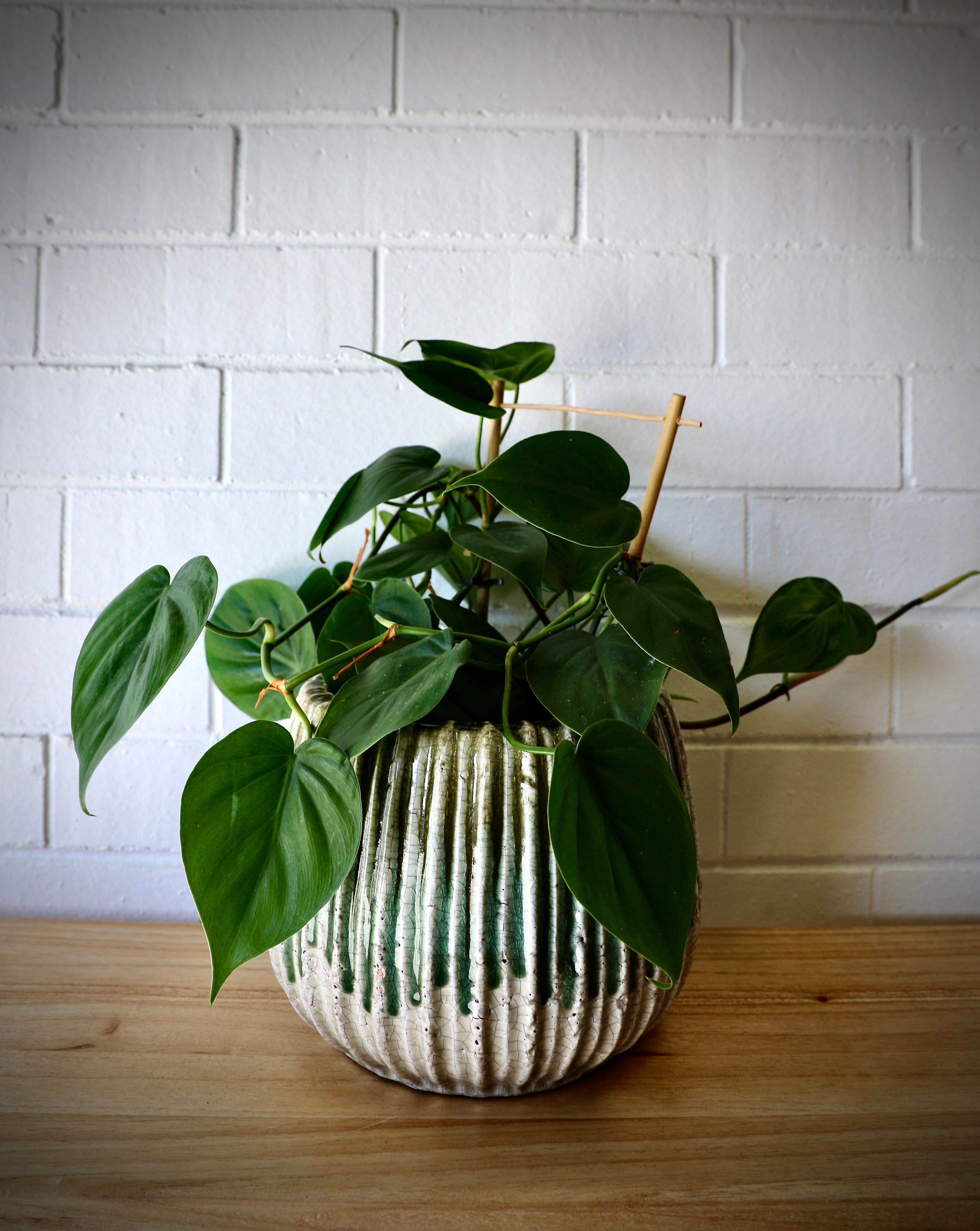 Ochoco Ceramic Pots Collection. Homewares Perth.
