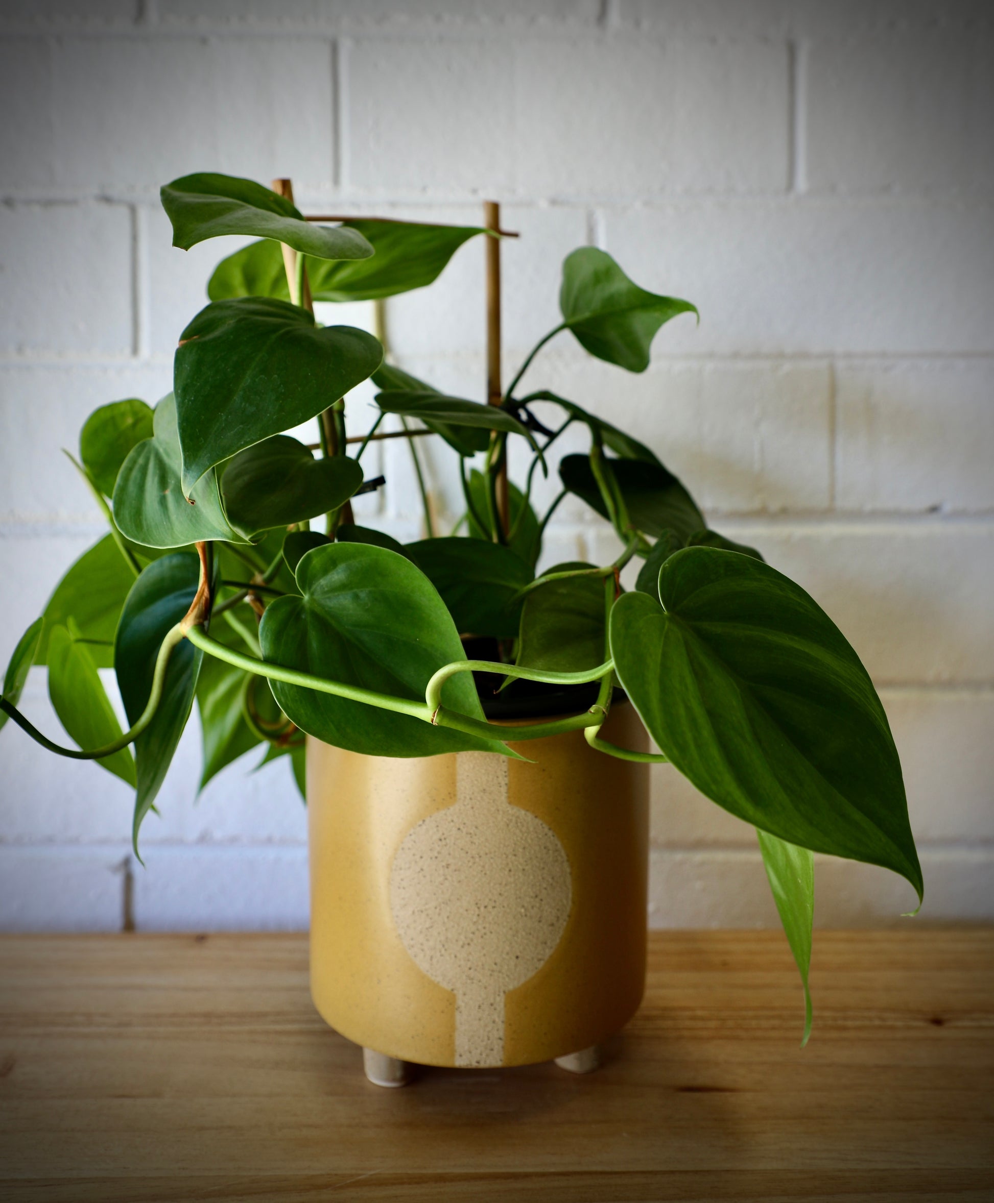 The Zod Ceramic Pot - Small, is a modern simplistic designed planter pot.  Its smooth texture and round feet add a modern feel. Colour Orange. Size 14 diameter x 15.5 height. Styled.